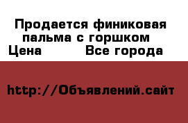 Продается финиковая пальма с горшком › Цена ­ 600 - Все города  »    